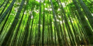 avantages vêtements en bambou