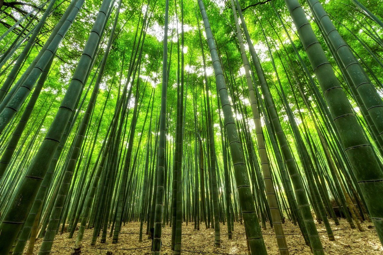 avantages vêtements en bambou